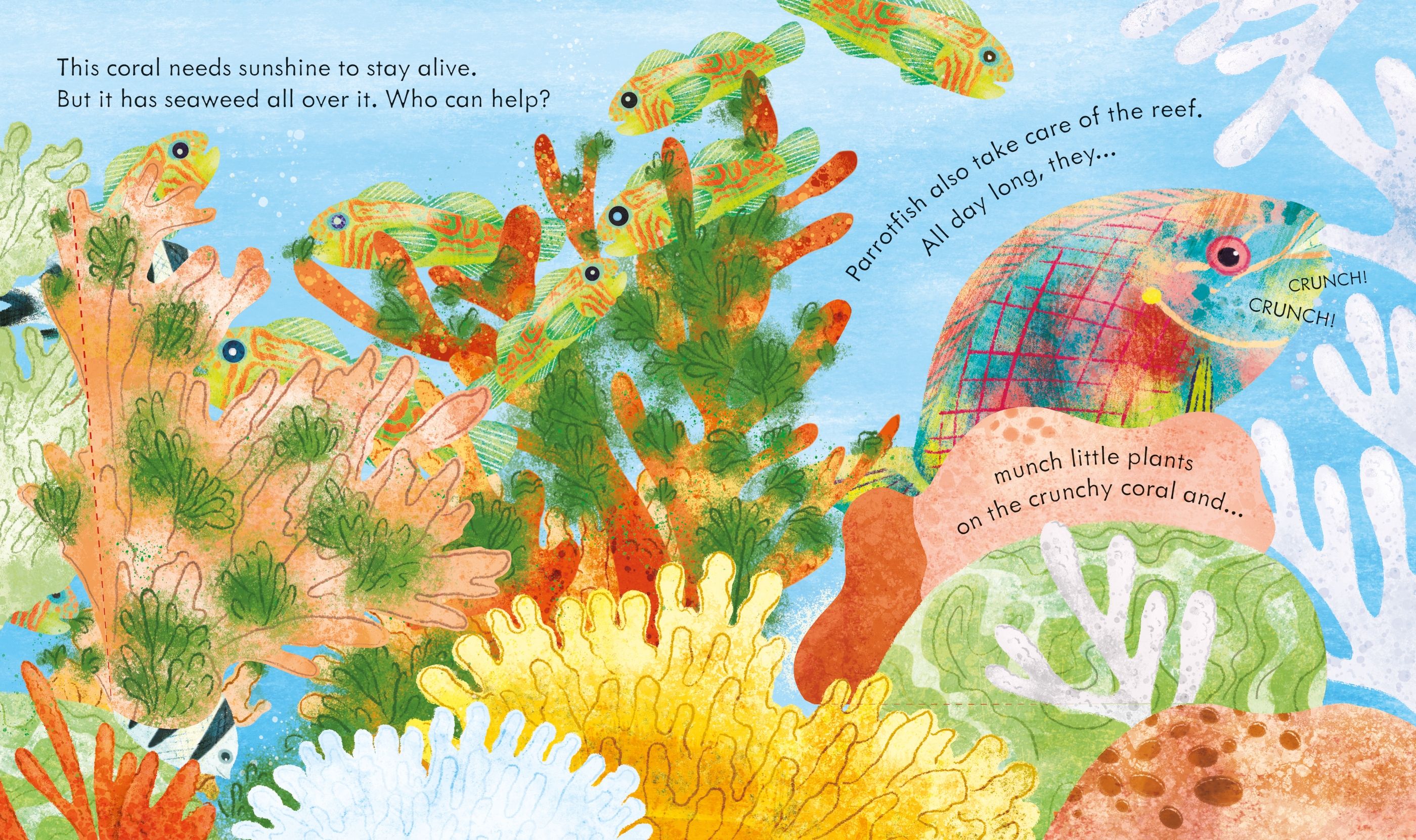 Look inside A Coral Reef