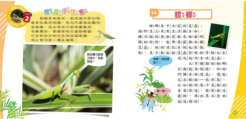 忍者兔魔法投影手電筒：昆蟲王國百科圖鑑